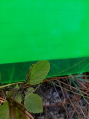 Scutellaria arenicola