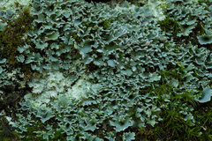 Cladonia petrophila