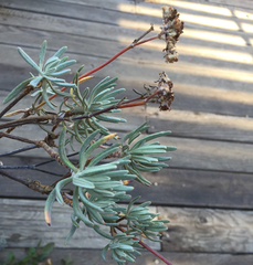 Eriogonum arborescens