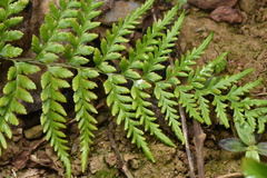 Pityrogramma calomelanos