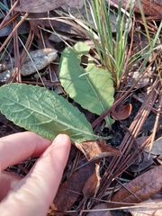 Berlandiera subacaulis