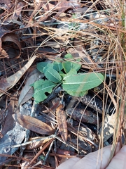 Berlandiera subacaulis