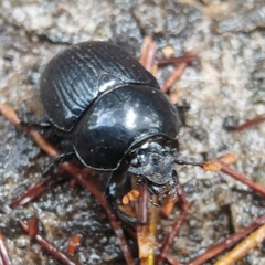 Phelotrupes formosanus