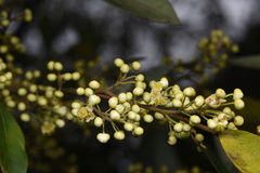 Litsea cubeba