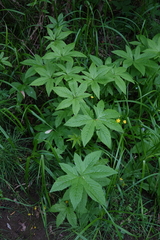 Filipendula palmata