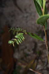 Acacia mangium