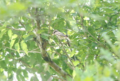 Myiodynastes maculatus