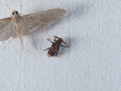 Pterolophia crassipes