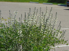 Baptisia alba
