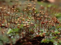 Cribraria microcarpa