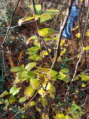 Ilex ambigua