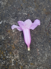 Amphilophium buccinatorium