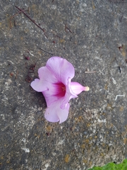 Amphilophium buccinatorium