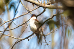 Hemixos castanonotus