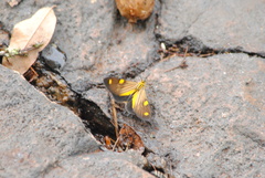 Phaeochlaena lampra