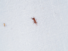 Brentinae