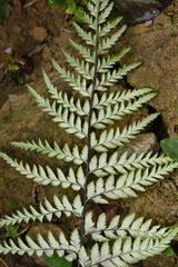 Pityrogramma calomelanos