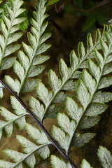 Pityrogramma calomelanos