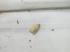 Zelotherses paleana