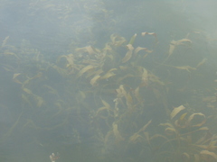 Potamogeton richardsonii