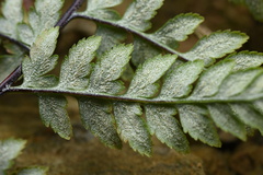 Pityrogramma calomelanos