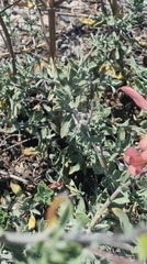 Salvia lanceolata