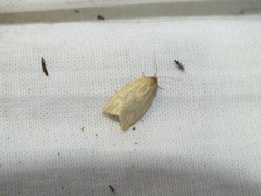 Zelotherses paleana