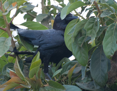 Corvus rhipidurus