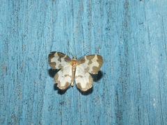 Lomaspilis marginata