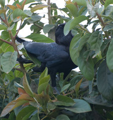 Corvus rhipidurus