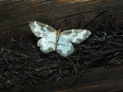 Lomaspilis marginata