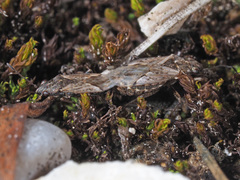 Nysius
