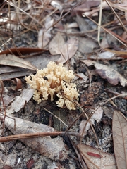 Clavulina coralloides image