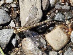 Neogomphus edenticulatus