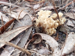 Clavulina coralloides image