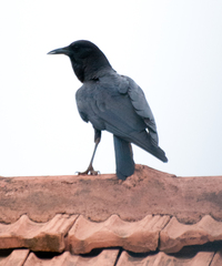 Corvus capensis
