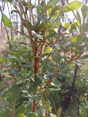 Lyonia ferruginea