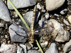 Neogomphus edenticulatus