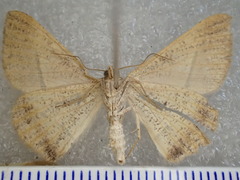Isturgia penthearia