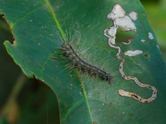 Chrysaeglia magnifica