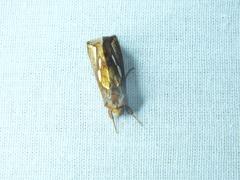 Plusia putnami