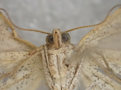 Isturgia penthearia