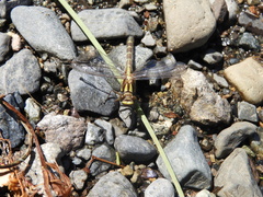 Neogomphus edenticulatus