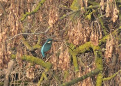 Alcedo atthis