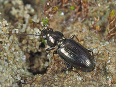 Bembidion pygmaeum