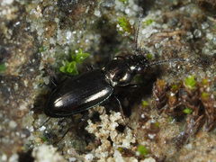Bembidion pygmaeum