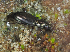 Bembidion pygmaeum