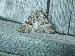 Brachylomia viminalis