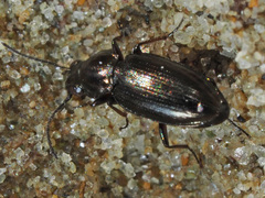 Bembidion pygmaeum