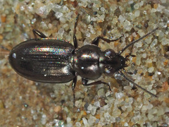 Bembidion pygmaeum